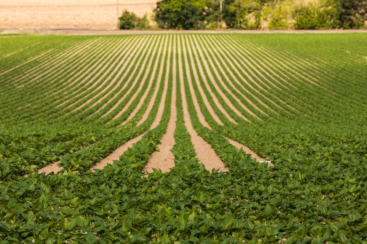 Bean plants in growth